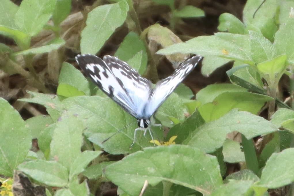 Common Pierrot