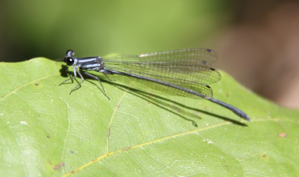 Calicnemia imitans