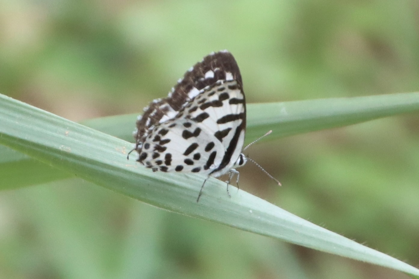 Common Pierrot