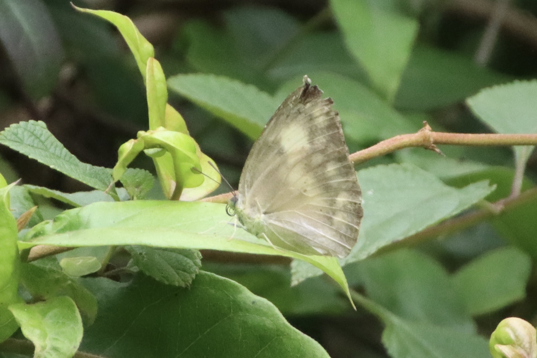 Lemon Emigrant