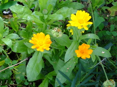Calendula officinalis