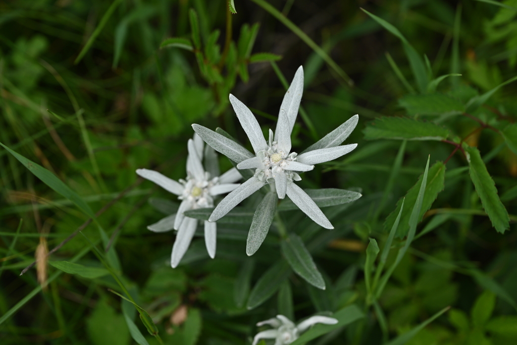 Leontopodium junpeianum