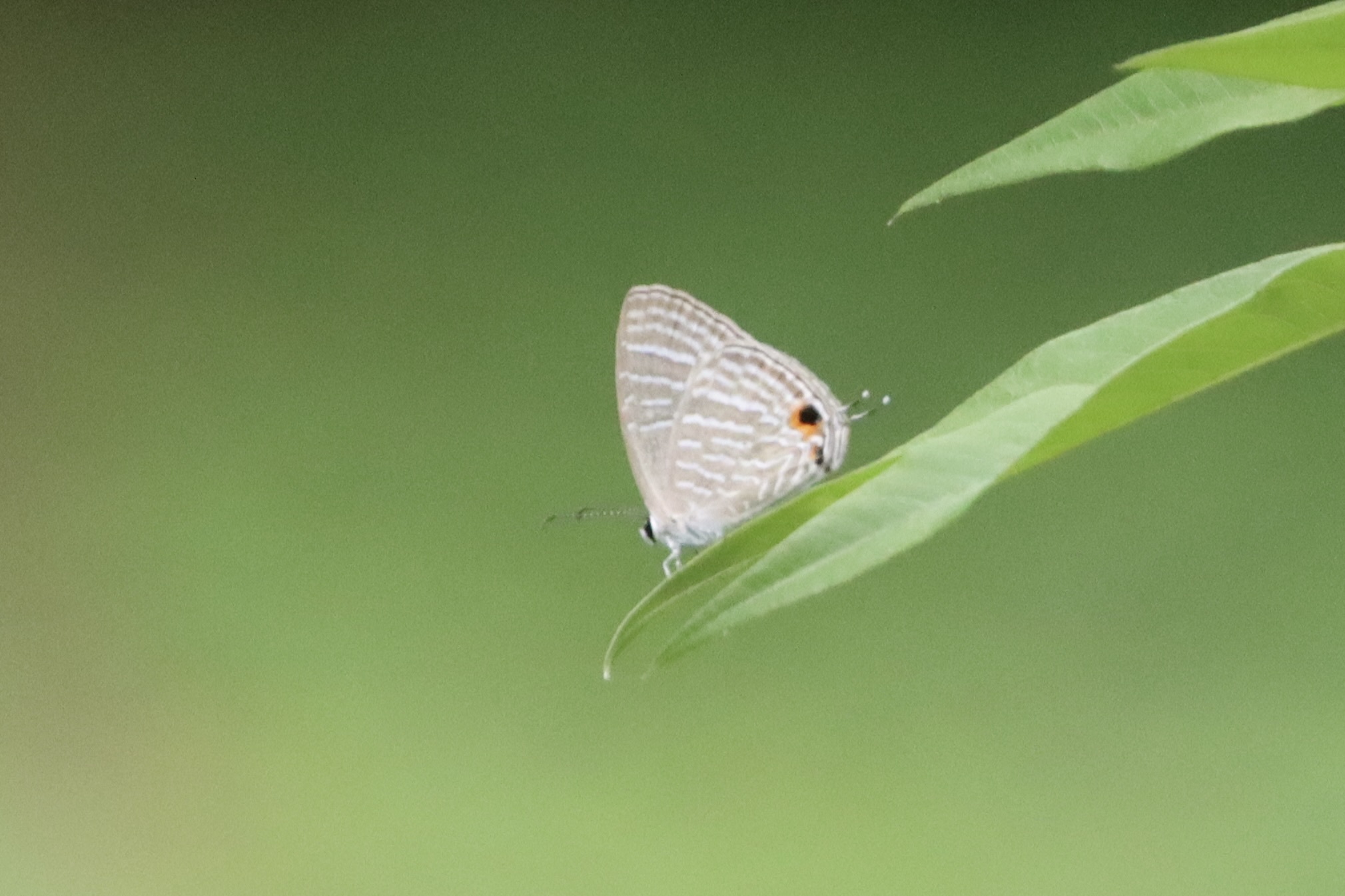 Common Cerulean
