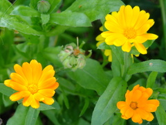 Calendula officinalis