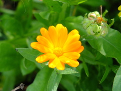 Calendula officinalis