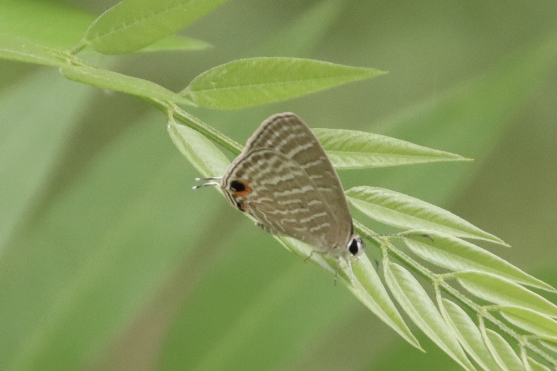 Common Cerulean