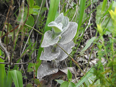 Tradescantia sillamontana