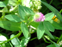 Trifolium pratense