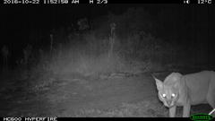 Caracal caracal