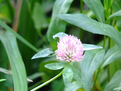 Trifolium pratense