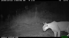 Caracal caracal