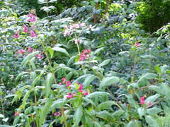Impatiens glandulifera