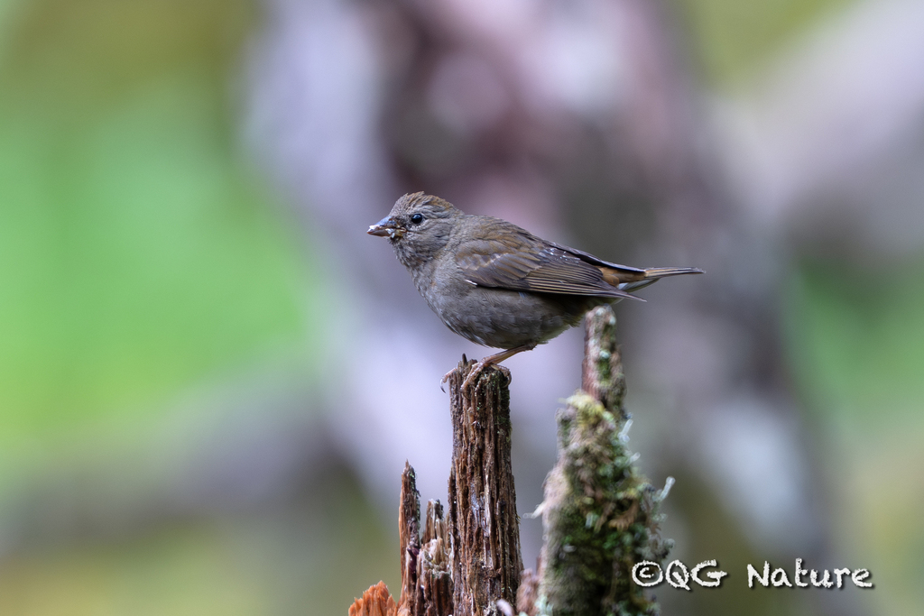 Blanford's Rosefinch