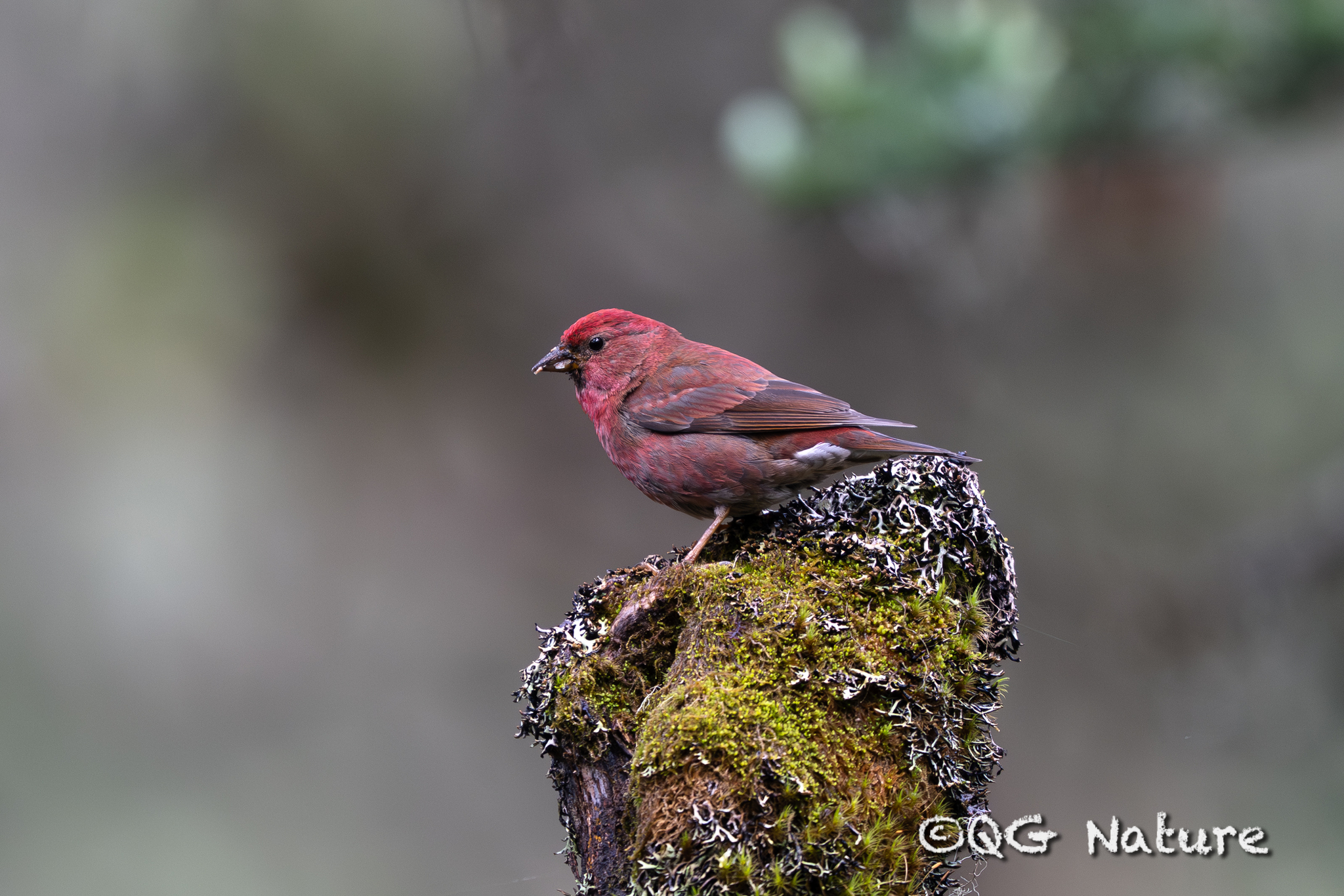 Blanford's Rosefinch