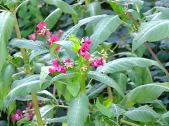 Impatiens glandulifera