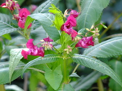 Impatiens glandulifera