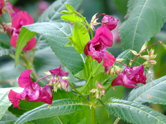 Impatiens glandulifera