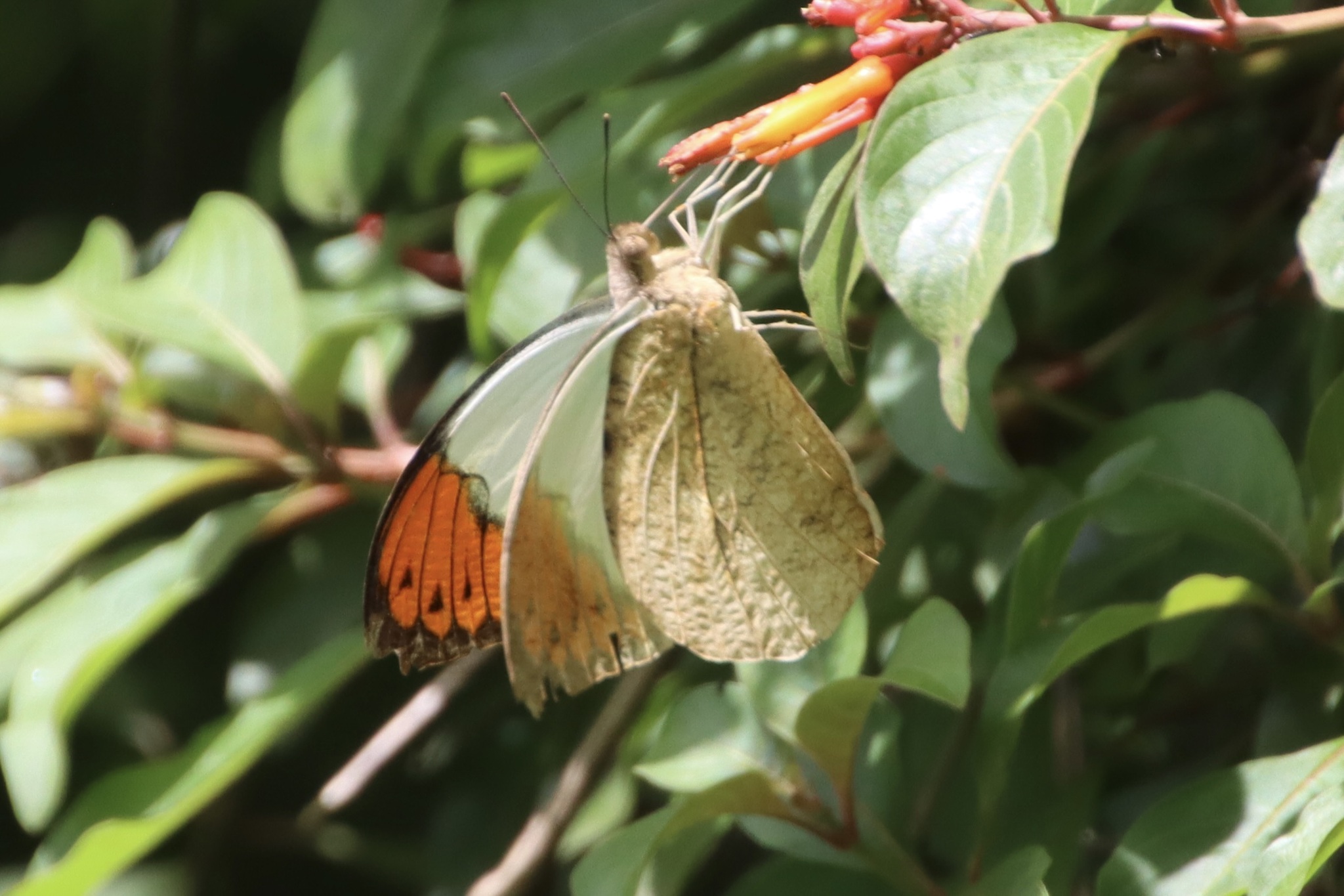 Great Orange-Tip