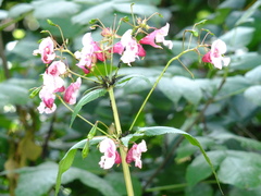 Impatiens glandulifera
