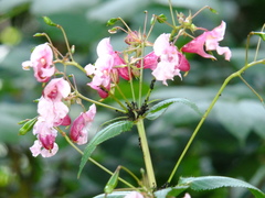 Impatiens glandulifera