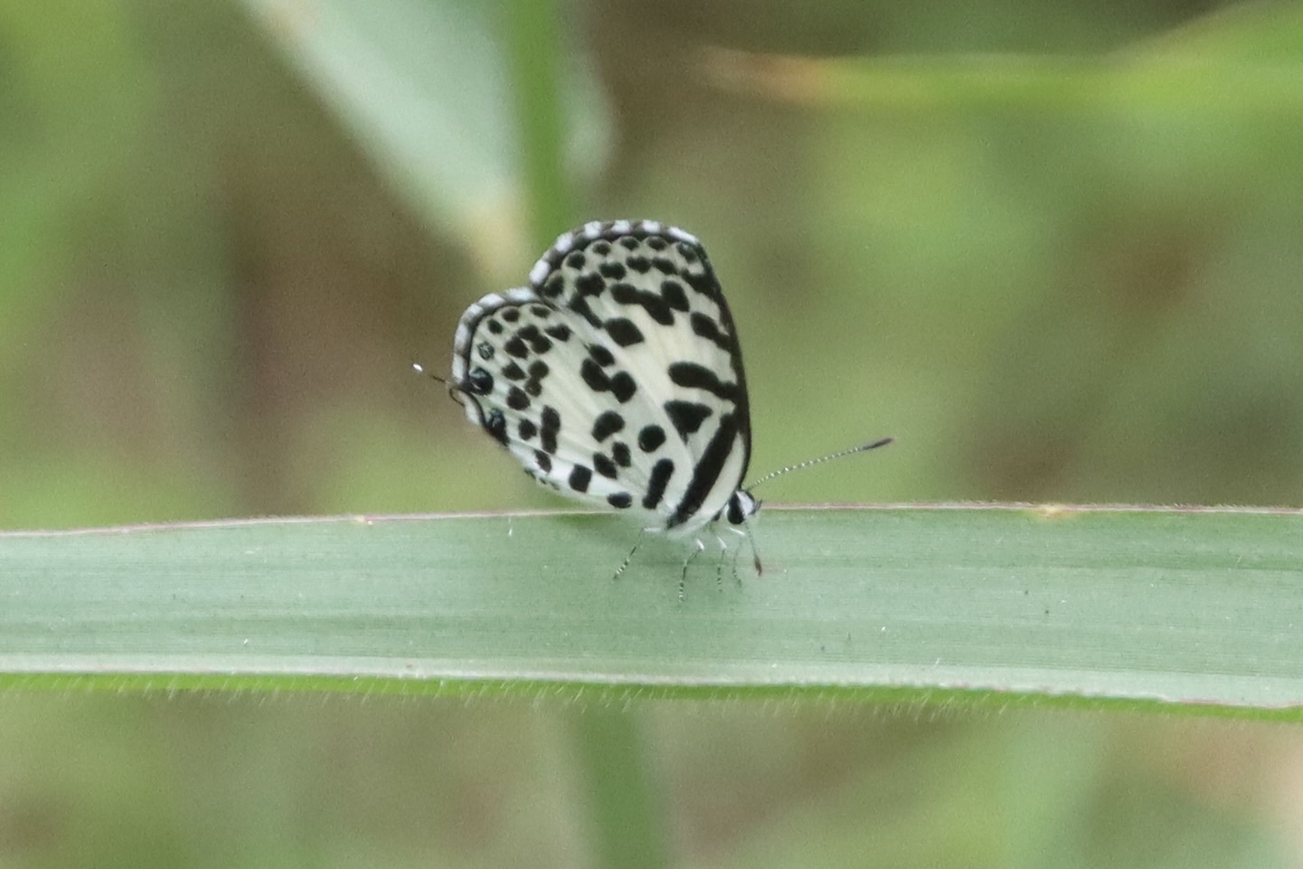Common Pierrot