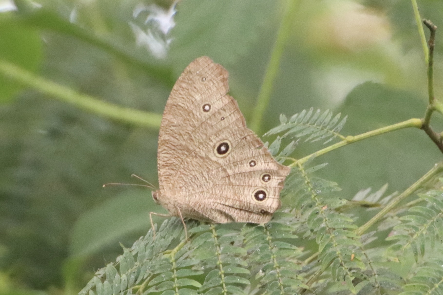 Common Evening Brown