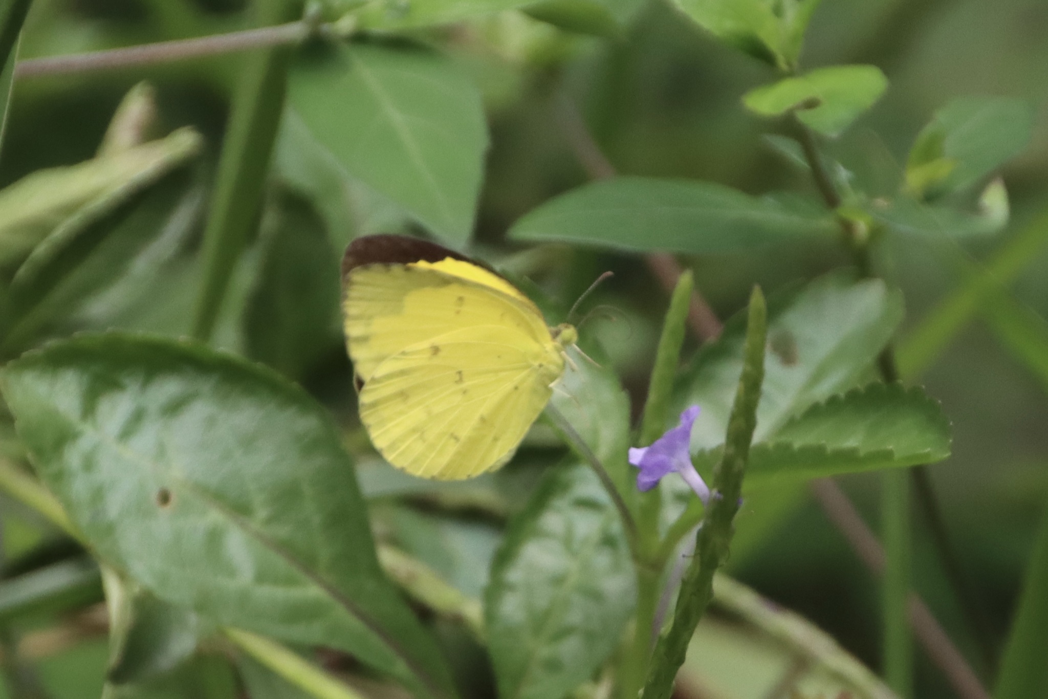 Common Grass Yellow