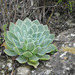 Echeveria simulans - Photo (c) Ad Konings, some rights reserved (CC BY-NC), uploaded by Ad Konings