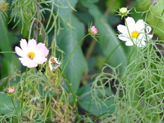 Cosmos bipinnatus