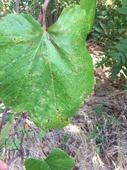 Vitis berlandieri