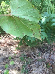 Vitis berlandieri