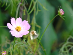 Cosmos bipinnatus