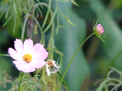 Cosmos bipinnatus