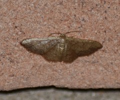 Idaea kendallaria
