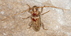 Enaphalodes rufulus