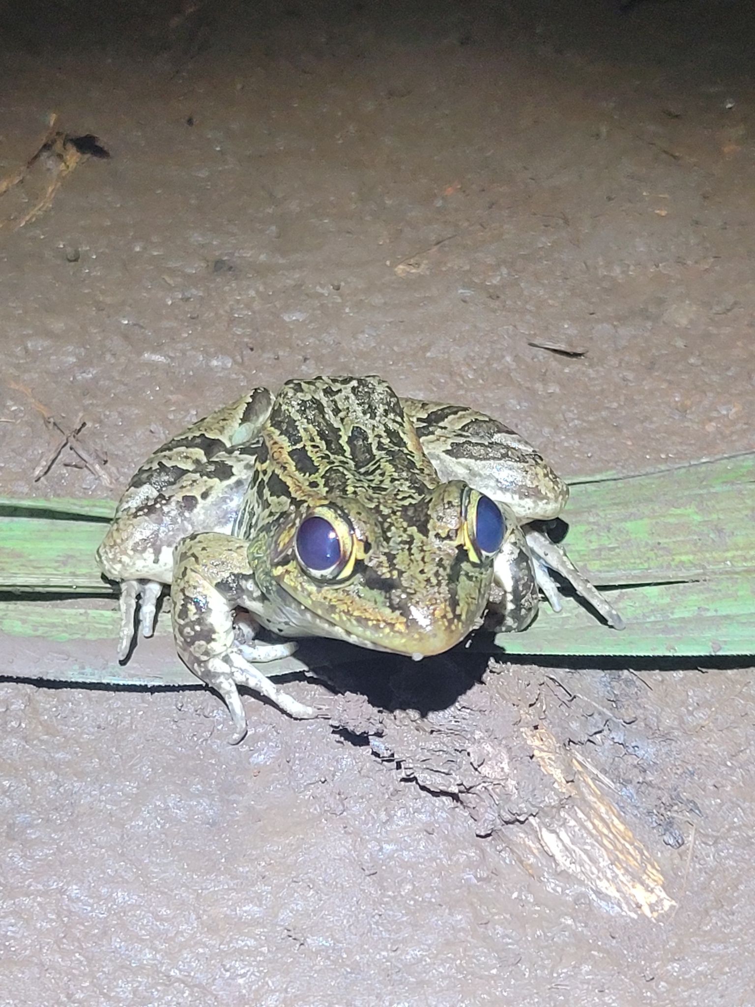 Little Corn Island Frog photo 2