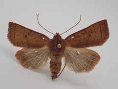 Epiglaea apiata