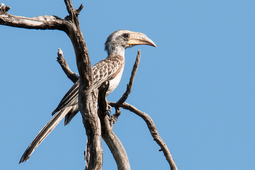 Pale-billed Hornbill photo