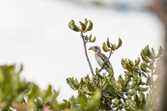 Pale-Billed Hornbill photo 2