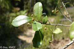 Oncostemum buxifolium