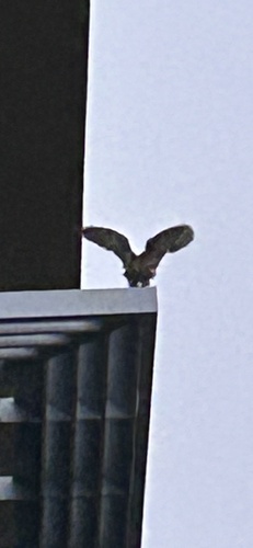 View observation of {o.common_name} on iNaturalist
