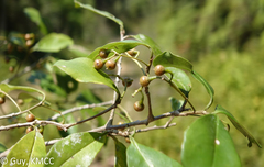 Oncostemum buxifolium
