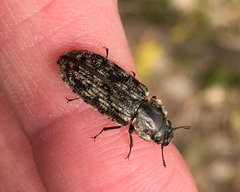 Phanodesta nigrosparsa