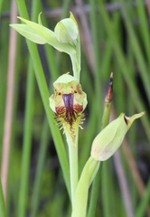 Calochilus herbaceus