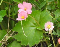 Begonia uniflora