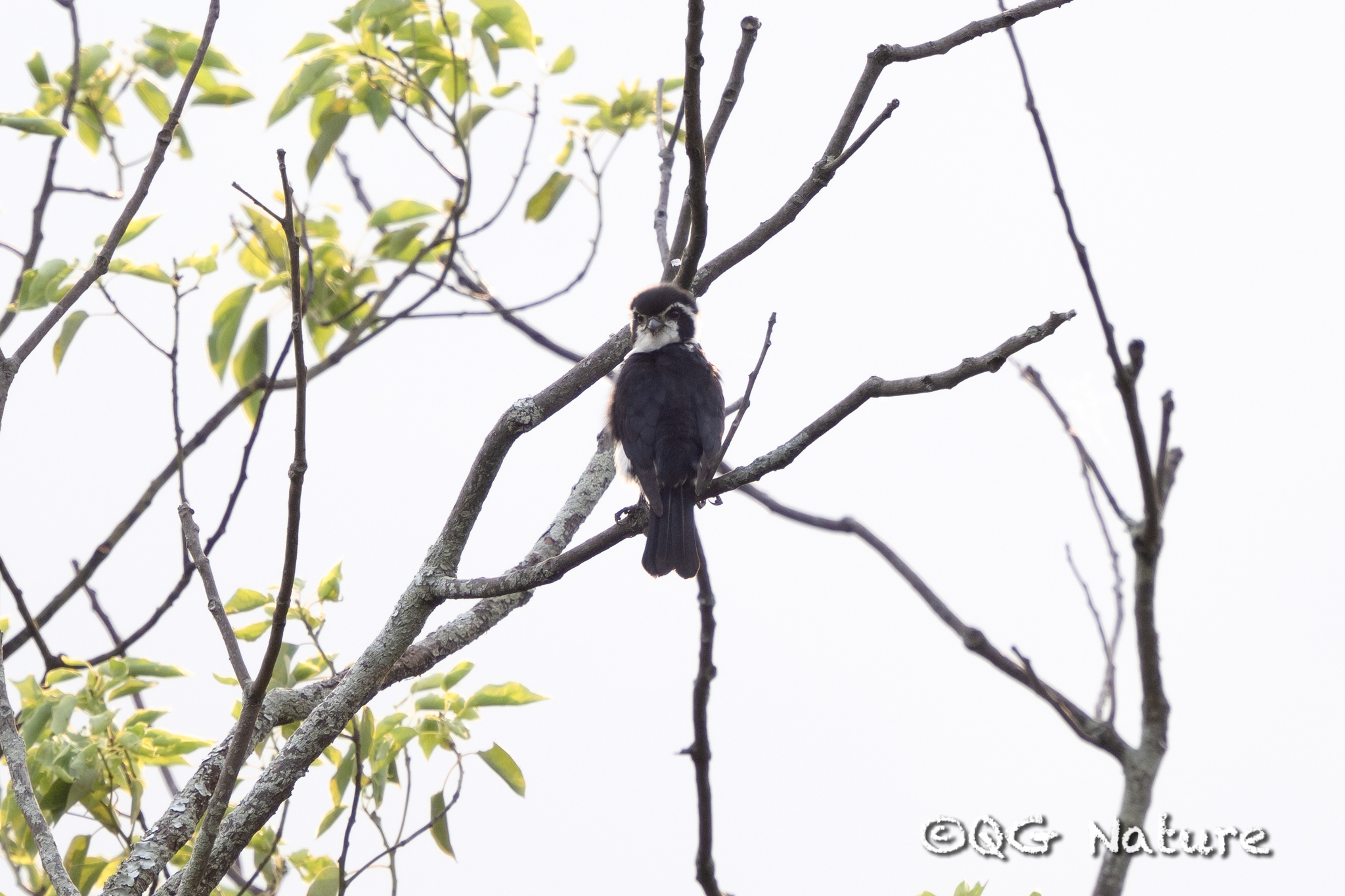Pied Falconet