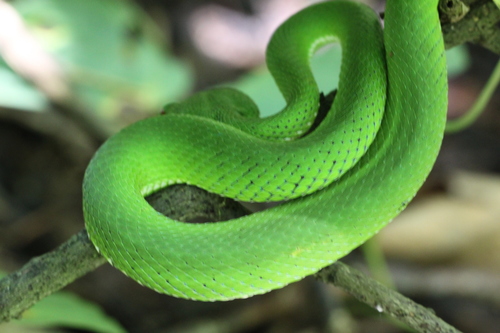 Trimeresurus lanna