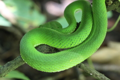 Trimeresurus popeiorum