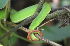 Trimeresurus popeiorum