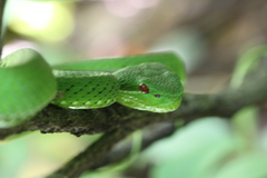 Trimeresurus popeiorum